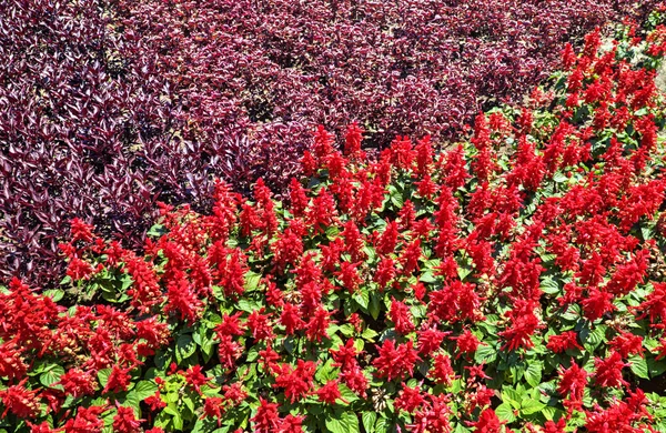Gyönyörű Kilátás Virágzó Virágokkal Botanikus Kertben — Stock Fotó