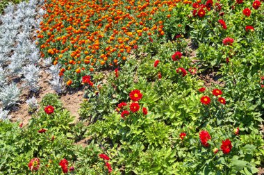 Botanik bahçesinde çiçek açan çiçekler ile güzel bir görünüm