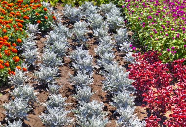 Botanik bahçesinde çiçek açan çiçekler ile güzel bir görünüm
