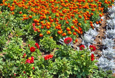 Botanik bahçesinde çiçek açan çiçekler ile güzel bir görünüm