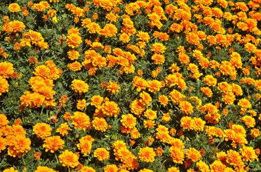 Botanik bahçesinde çiçek açan çiçekler ile güzel bir görünüm