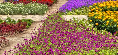 Botanik bahçesinde çiçek açan çiçekler ile güzel bir görünüm