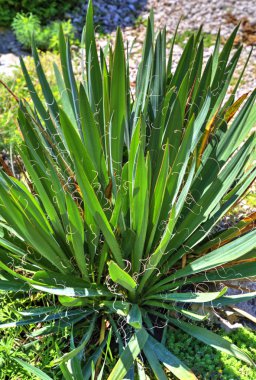 Botanik bahçesinde taze yeşil bitki ile güzel görünümü