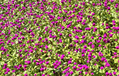 Botanik bahçesinde çiçek açan çiçekler ile güzel bir görünüm