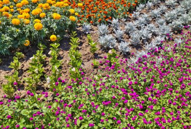 Botanik bahçesinde çiçek açan çiçekler ile güzel bir görünüm