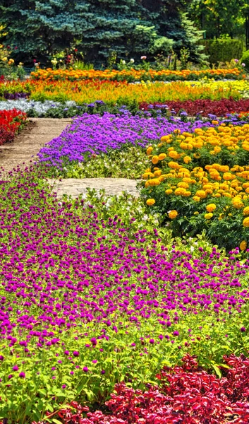 Botanik Bahçesinde Çiçek Açan Çiçekler Ile Güzel Bir Görünüm — Stok fotoğraf