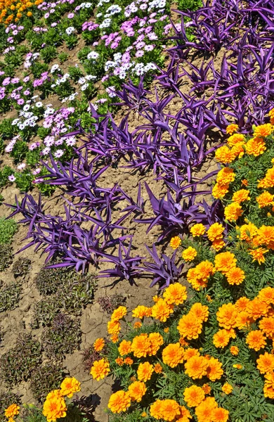 Vacker Utsikt Med Blommande Blommor Botaniska Trädgården — Stockfoto