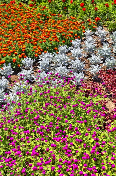 Prachtig Uitzicht Met Bloeiende Bloemen Botanische Tuin — Stockfoto