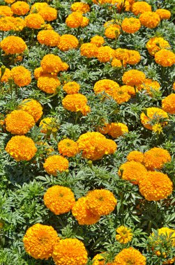 Botanik bahçesinde çiçek açan çiçekler ile güzel bir görünüm