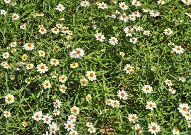 Botanik bahçesinde çiçek açan çiçekler ile güzel bir görünüm