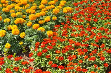 Botanik bahçesinde çiçek açan çiçekler ile güzel bir görünüm