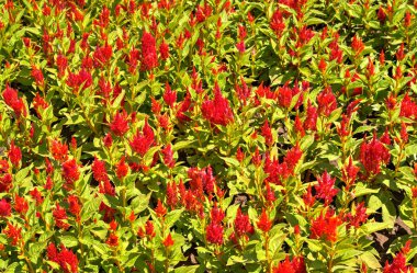 Botanik bahçesinde çiçek açan çiçekler ile güzel bir görünüm