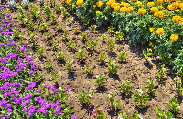 Gyönyörű Kilátás Virágzó Virágokkal Botanikus Kertben — Stock Fotó
