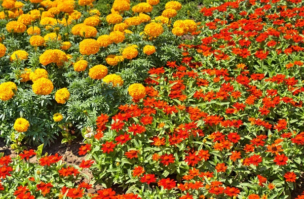 Beautiful View Blooming Flowers Botanical Garden — Stock Photo, Image