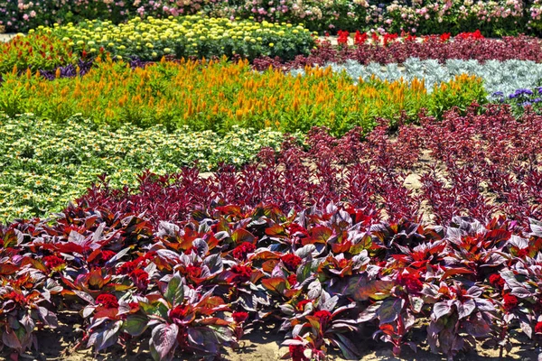 Hermosa Vista Con Flores Flor Jardín Botánico — Foto de Stock