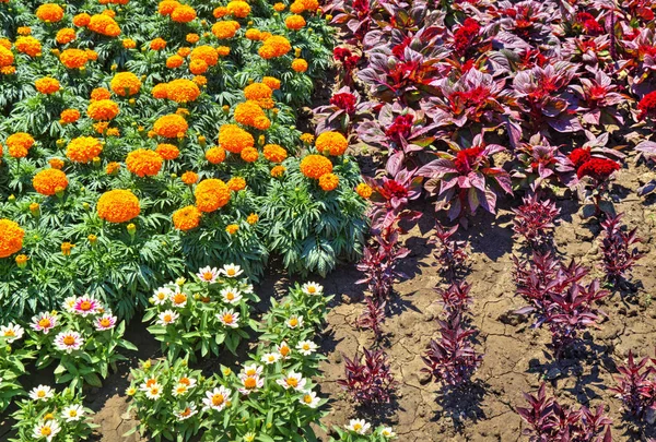 Beautiful View Blooming Flowers Botanical Garden — Stock Photo, Image