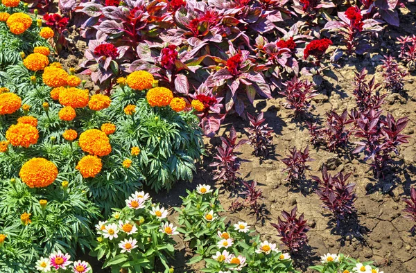 Vacker Utsikt Med Blommande Blommor Botaniska Trädgården — Stockfoto