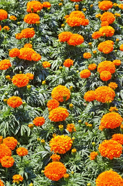 Hermosa Vista Con Flores Flor Jardín Botánico — Foto de Stock