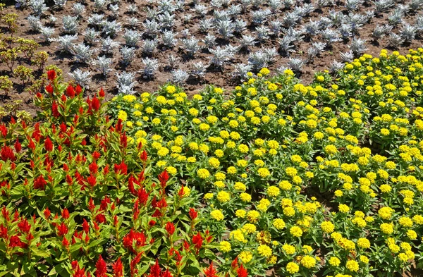 Hermosa Vista Con Flores Flor Jardín Botánico — Foto de Stock