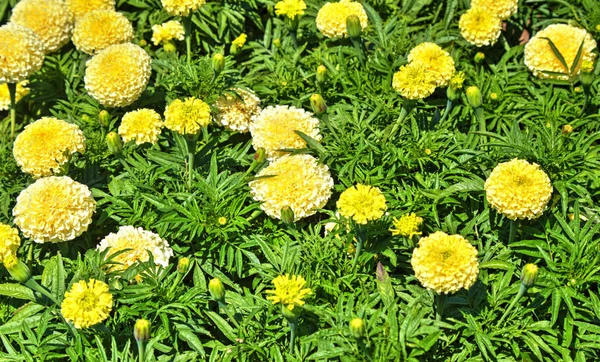 Bela Vista Com Flores Floridas Jardim Botânico — Fotografia de Stock