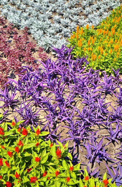 Belle Vue Avec Des Fleurs Fleuries Dans Jardin Botanique — Photo