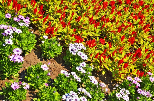 Beautiful View Blooming Flowers Botanical Garden — Stock Photo, Image