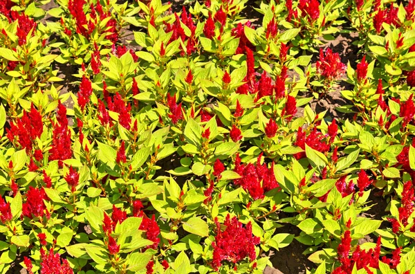 Beautiful View Blooming Flowers Botanical Garden — Stock Photo, Image