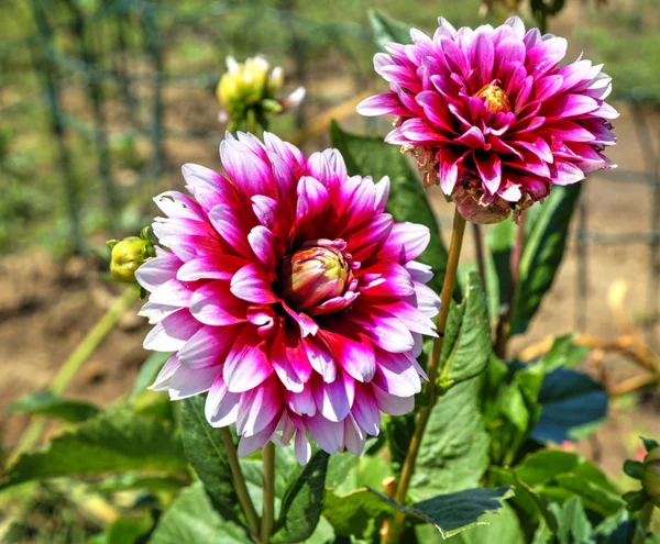 Beautiful View Blooming Flowers Botanical Garden — Stock Photo, Image
