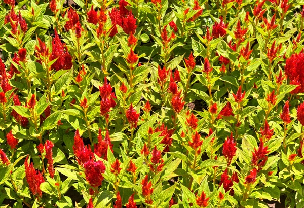 Schöne Aussicht Mit Blühenden Blumen Botanischen Garten — Stockfoto