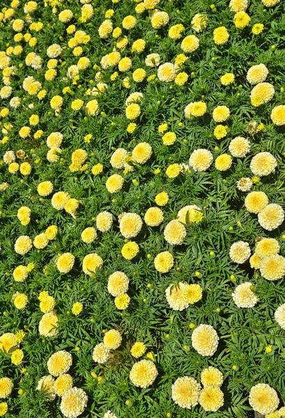 Beautiful View Blooming Flowers Botanical Garden — Stock Photo, Image