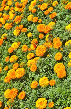 Botanik bahçesinde çiçek açan çiçekler ile güzel bir görünüm