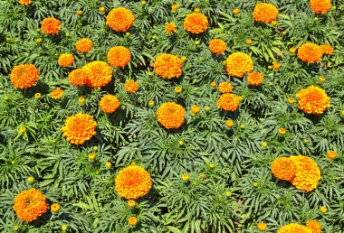 Botanik bahçesinde çiçek açan çiçekler ile güzel bir görünüm