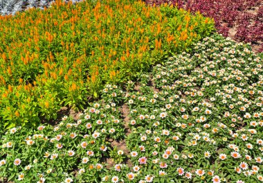 Botanik bahçesinde çiçek açan çiçekler ile güzel bir görünüm
