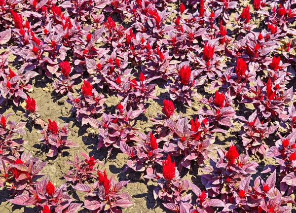 Krásný Výhled Kvetoucí Květy Botanické Zahradě — Stock fotografie