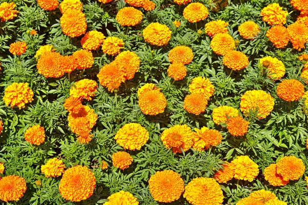 Hermosa Vista Con Flores Flor Jardín Botánico — Foto de Stock