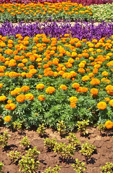 Vacker Utsikt Med Blommande Blommor Botaniska Trädgården — Stockfoto