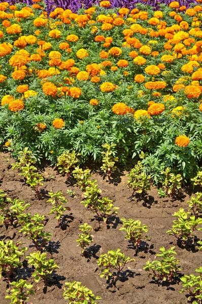 Hermosa Vista Con Flores Flor Jardín Botánico — Foto de Stock