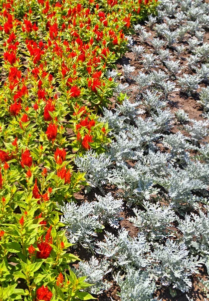 Hermosa Vista Con Flores Flor Jardín Botánico — Foto de Stock