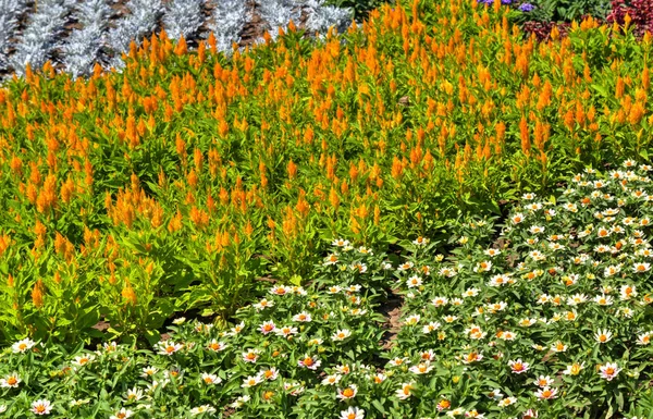 Piękny Widok Kwitnącymi Kwiatami Ogrodzie Botanicznym — Zdjęcie stockowe