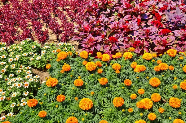 Hermosa Vista Con Flores Flor Jardín Botánico — Foto de Stock