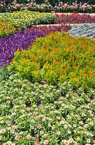 Schöne Aussicht Mit Blühenden Blumen Botanischen Garten — Stockfoto