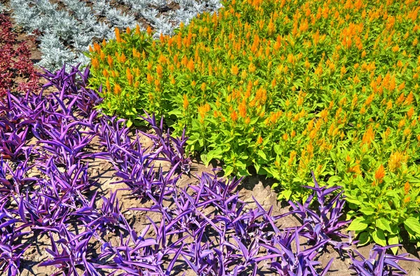 Vacker Utsikt Med Blommande Blommor Botaniska Trädgården — Stockfoto