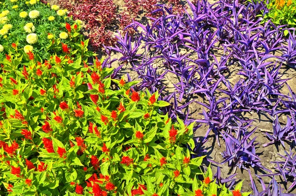 Belle Vue Avec Des Fleurs Fleuries Dans Jardin Botanique — Photo