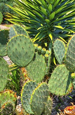 Kaktüs bitkileri ile güzel görünümü yakın