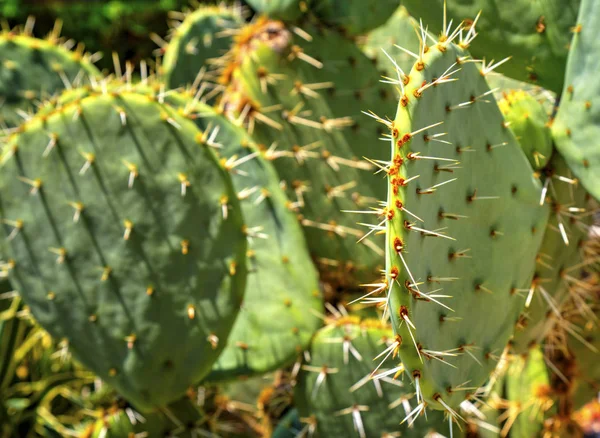 Gyönyörű Kilátás Kaktusz Növények Közelről — Stock Fotó