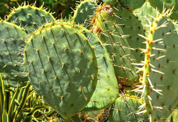 Gyönyörű Kilátás Kaktusz Növények Közelről — Stock Fotó