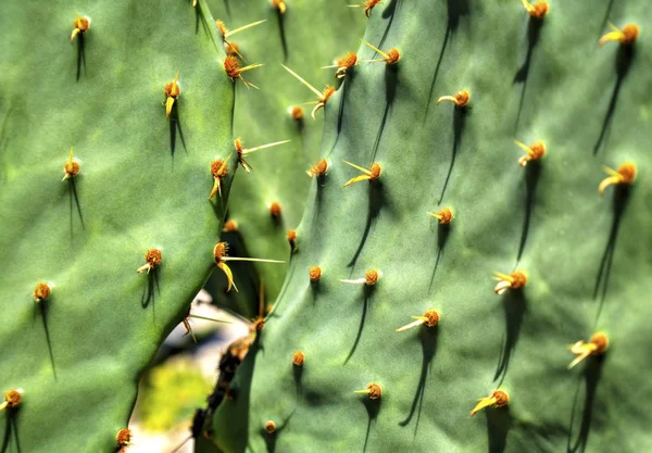 Beautiful Floral Background Cactus Plants Close View — Stock Photo, Image