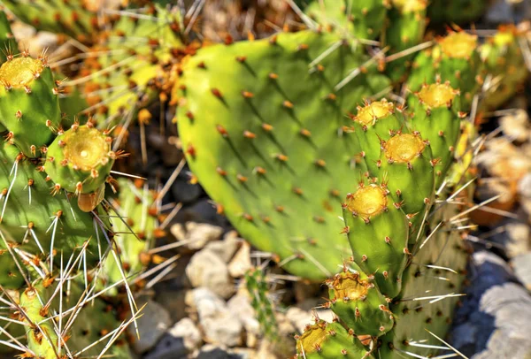 Hermosa Vista Con Plantas Cactus Cerca —  Fotos de Stock