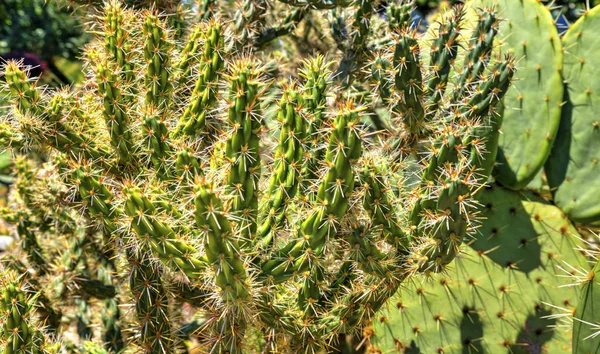 Belle Vue Avec Des Plantes Cactus Près — Photo