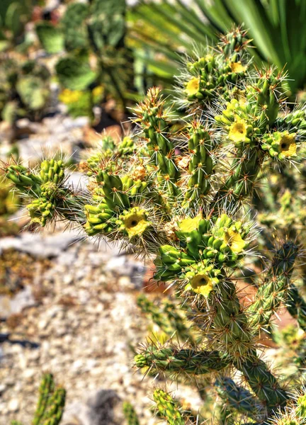 Bela Vista Com Plantas Cacto Perto — Fotografia de Stock